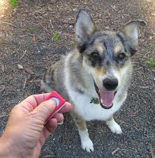 clickertraining honden; zeer diervriendelijk